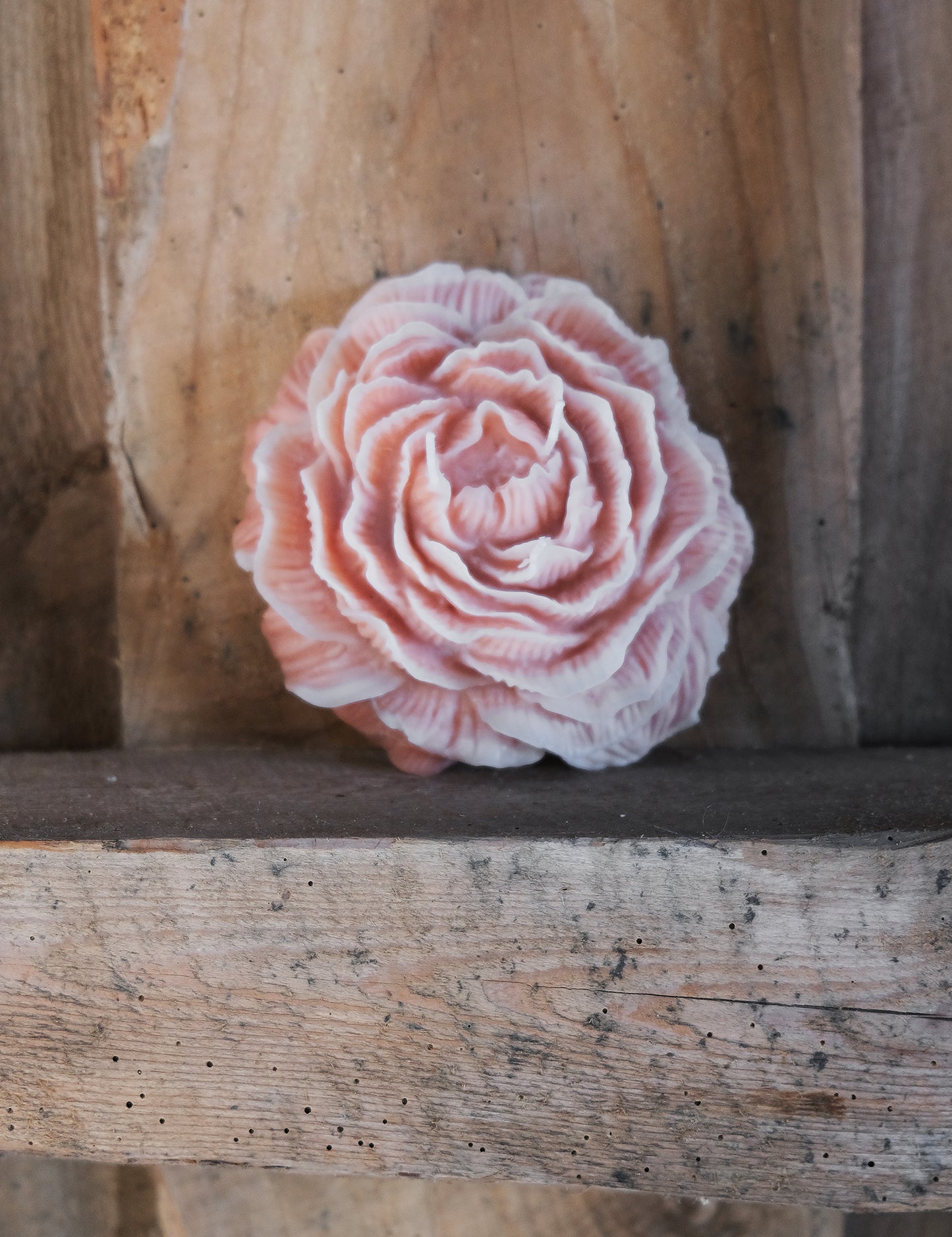 Big Peony